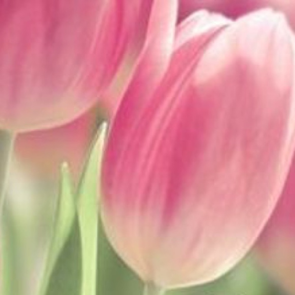 Meet your Posher, Arlene